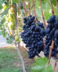 Fototapeta premium Vineyard rows with lush blue grapes on vines, used in wine industry, farming visuals, and seasonal harvest content