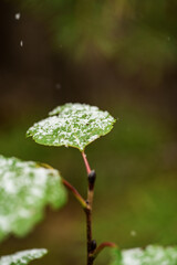 first snow on the leaves of a birch tree in the forest