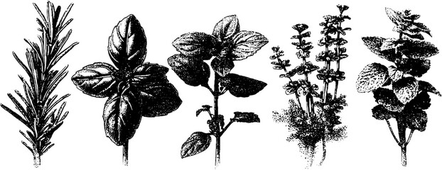 Herb collection: basil, thyme, rosemary, dill, and mint with vintage dotwork effect
