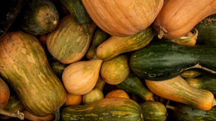 A vibrant collection of various pumpkins, perfect for autumn and harvest themes.