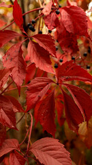 Vibrant red leaves of Virginia creeper in autumn