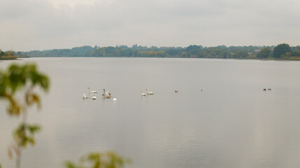 Swans and ducks on a tranquil lake under an overcast sky.