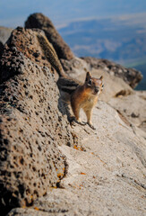 Chipmunk at Altitude