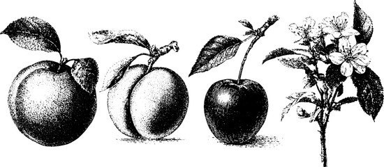 Fototapeta premium Vintage fruit collection: peach, apricot, plum, and nectarine in detailed stipple etching