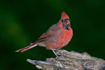 Cardinal