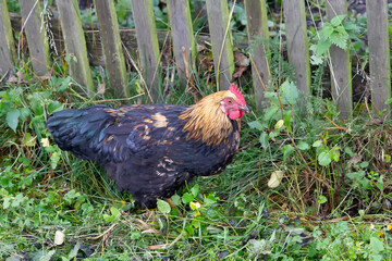 The rooster in the village