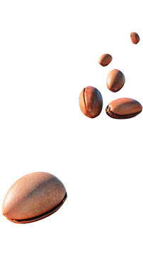 A row of smooth brown pili nuts isolated on a white background.