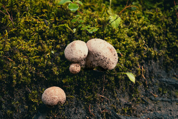 Close-up of Puffball Mushrooms nestled on Mossy Ground