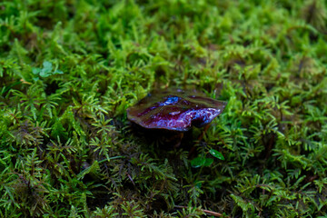 Shiny purple mushroom contrasting against a bed of green moss.