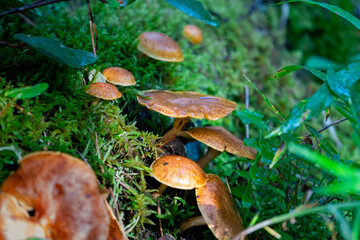 Mushrooms growing on mossy ground in a damp forest setting.