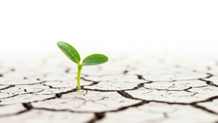 Small green plant sprouting through dry arid land.