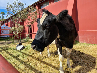 Dairy cow and calf resting in farm pen