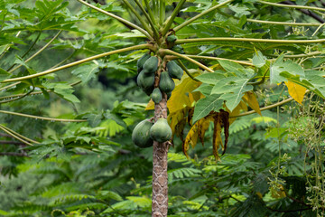 Unripe Green Papayas Clustered on a Wet Tree in a Lush South Pacific Forest