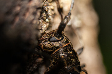 tree bug