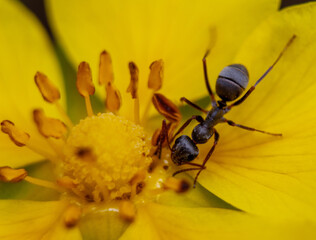 ant on flower