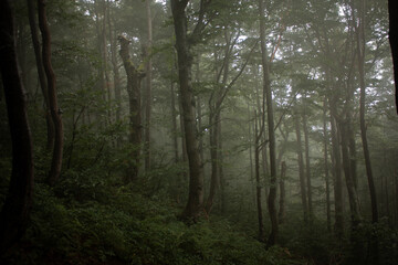 morning in the forest