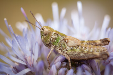 grasshopper 
