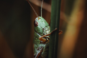 grasshopper on grass