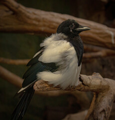 black winged blackbird