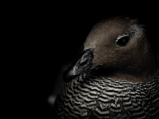 close up of a pigeon