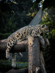 leopard in zoo