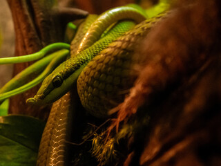 green snake on a tree