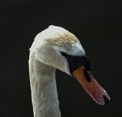mute swan cygnus olor