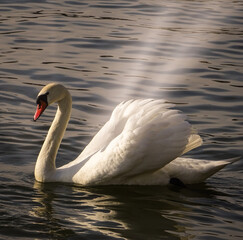 swan on the lake