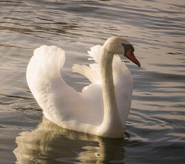swan on the lake
