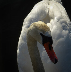 mute swan cygnus olor