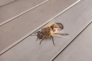Cute small wild Honeybee on wooden desk