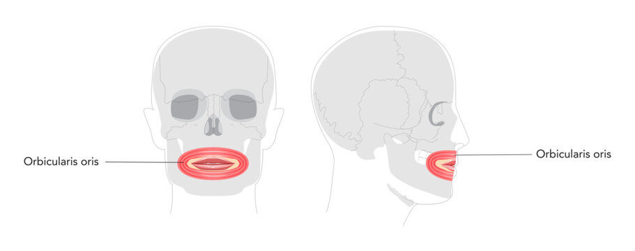 Orbicularis oris - Human mouth muscle labeled anatomy chart responsible for controlling movements of lips, important for facial expressions, speech, and eating, shown as medical reference and tool