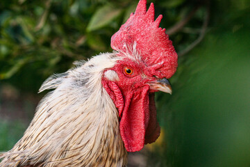A close up of a rooster with a bright red comb.