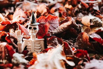 halloween background.Skeleton Wearing Witch Hat in Pile of Autumn Leaves