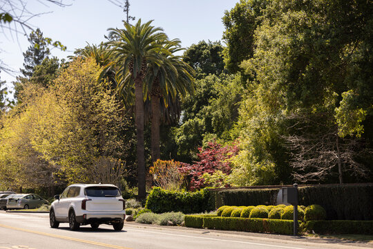Fototapeta Day light shines on a beautiful tree lined street in Atherton, California, USA.