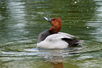 Male Common Pochard Swimming, Creating Concentric Ripples