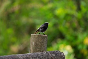 Male Black Redstart Perched on a Wooden Post with Green Bokeh Background