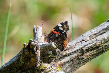 Red Admiral Butterfly Resting on Weathered Wooden Log