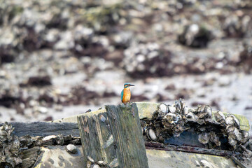 Common Kingfisher Perched on an Oyster-Covered Structure