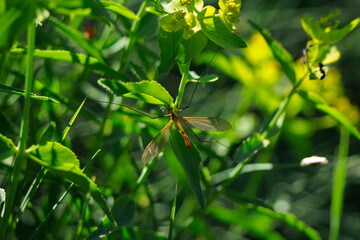 Crane Fly Resting on a Leaf in Sun-Dappled Green Foliage