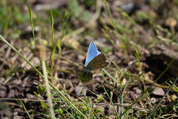 Common Blue Butterfly on Seed Head with Iridescent Wings