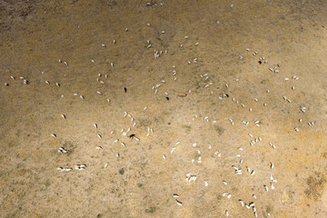 Aerial drone view of sheep grazing on the lush meadows of Piano Battaglia, a scenic Sicilian in the Madonie Mountains, surrounded by rolling hills and natural landscapes, Sicily, Italy