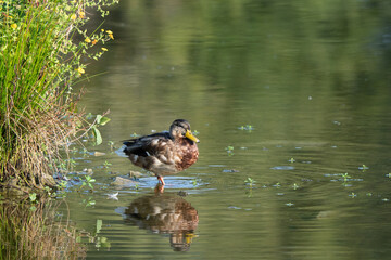 Female Mallard Duck Resting on Rock with Clear Reflection in Still Water
