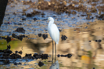 Little Egret Standing in Golden Hour Tidal Water with Reflection