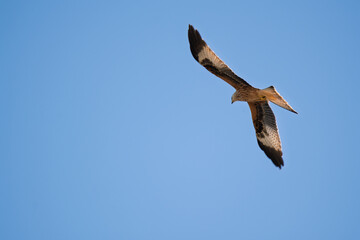 Majestic Red Kite Soaring Against a Clear Blue Sky