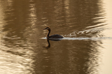 Great Crested Grebe with Erect Crest Swimming in Golden Water at Sunset