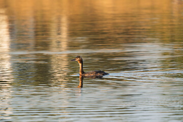 Elegant Great Crested Grebe Reflected in Rippling Golden Water