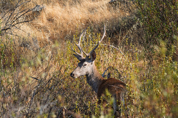 Majestic Red Deer Stag with Large Antlers Emerging from Dry Golden Scrub