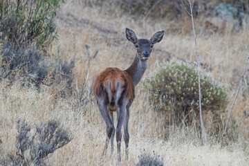 Alert Red Deer Calf Looking Back Over Shoulder in Dry Scrubland