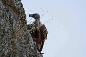 Stoic Griffon Vulture Perched on a Craggy Cliff Face Against the Sky